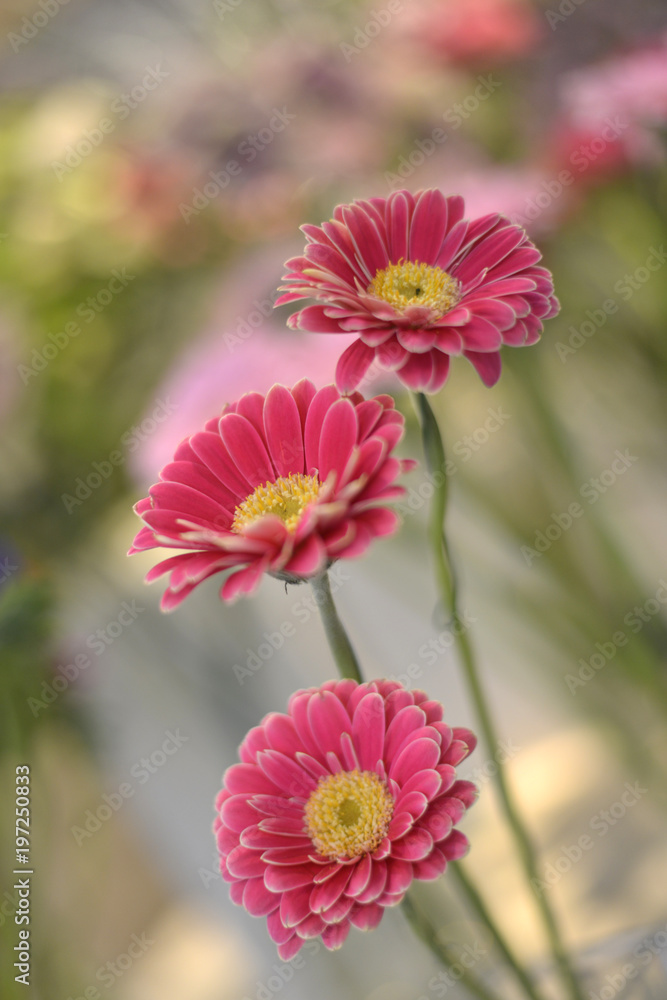 Obraz premium trio de gerbera