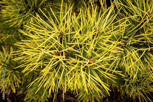 Close-up of gold pine tree branch -  Pinus sylvestris Aurea - background. Background with golden pine tree branch.