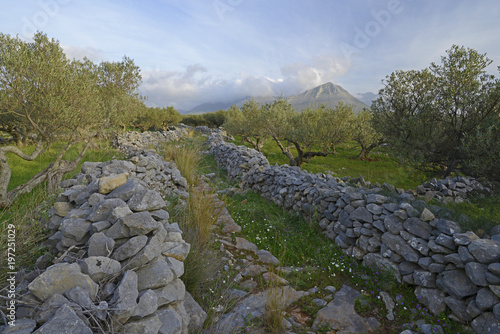 wilder Olivenhaun in Griechenland / Mani, Peloponnes  photo