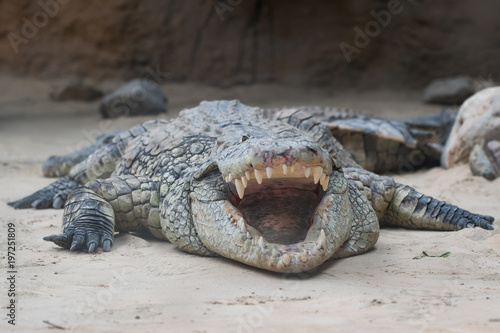Crocodile with open mouth 