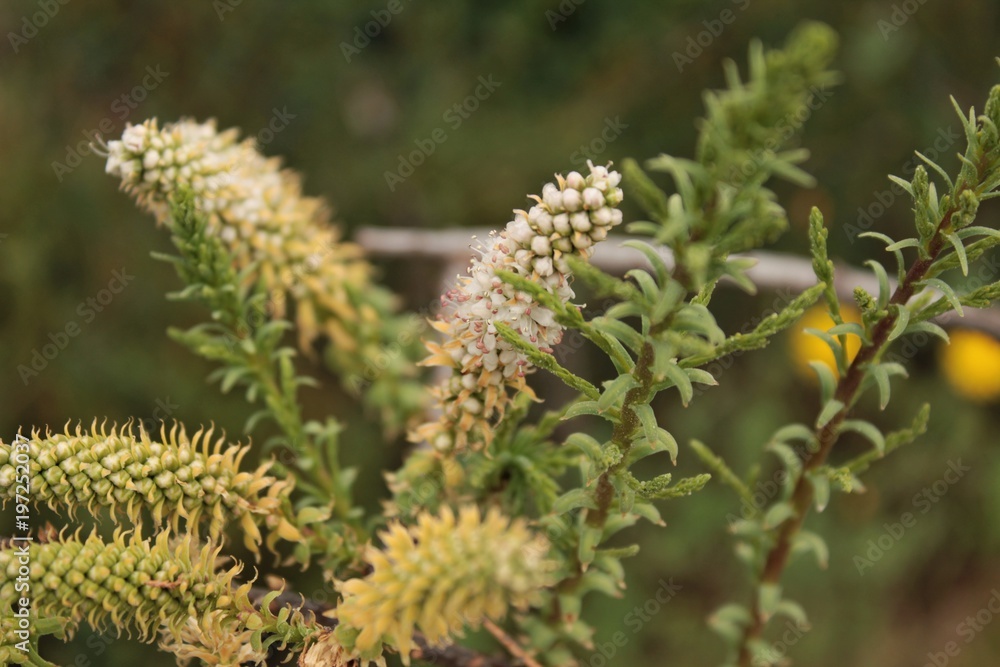 Tamarix sp tree flowers and branches