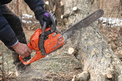 A man saws a branch of locust tree with an orange chain saw for gasoline to clean garden or park.