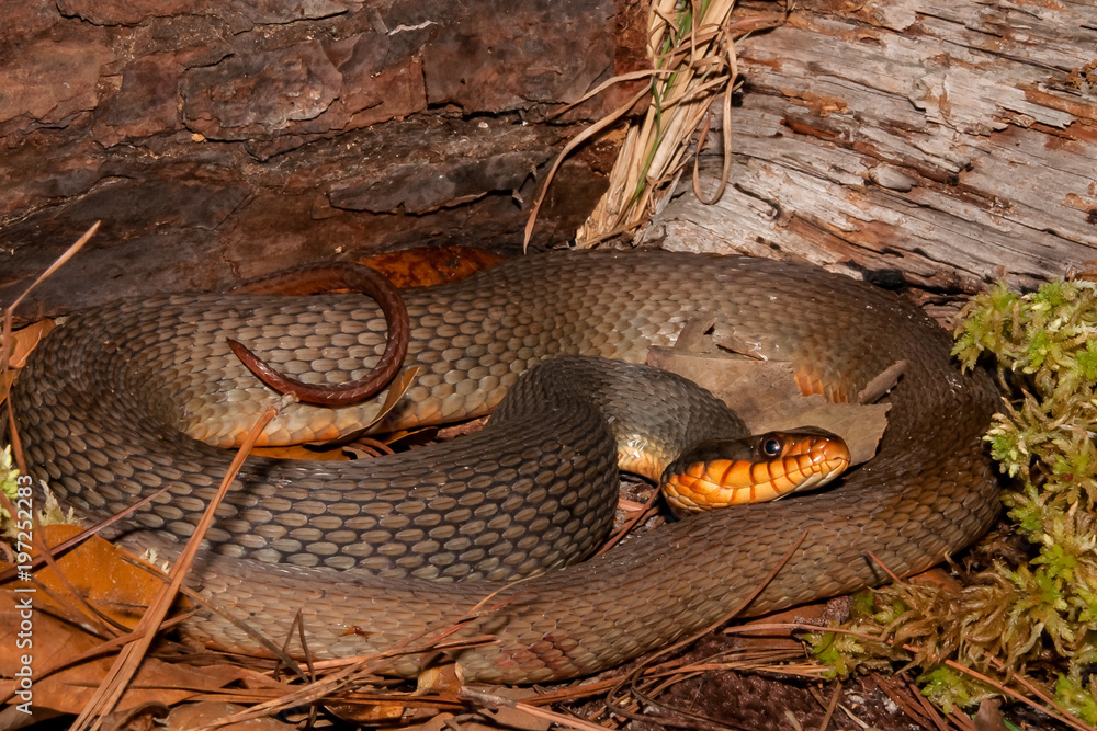 Obraz premium Red-bellied Water Snake