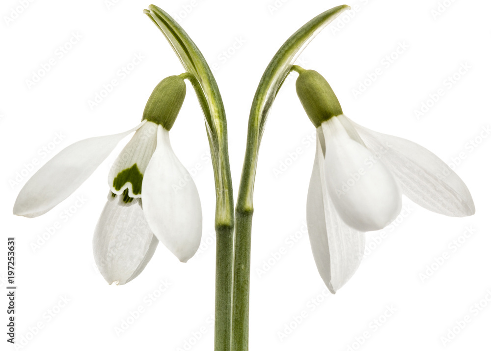 Two flower of snowdrop isolated on white background Two flower of snowdrop isolated on white background