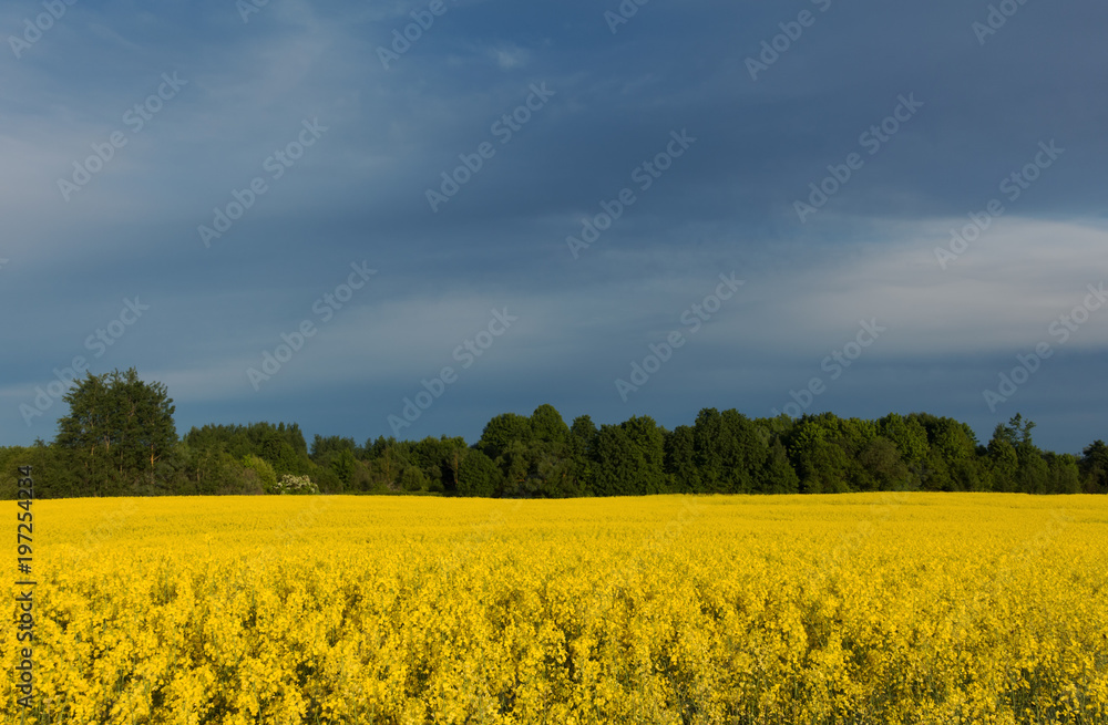 Beautiful yellow canola field at overcast day. Rapeseed field for biofuels and rainy clouds.
