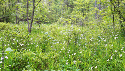 Beautiful wild flowers and grass in a forest glade. Beautiful forest glade on a spring day.