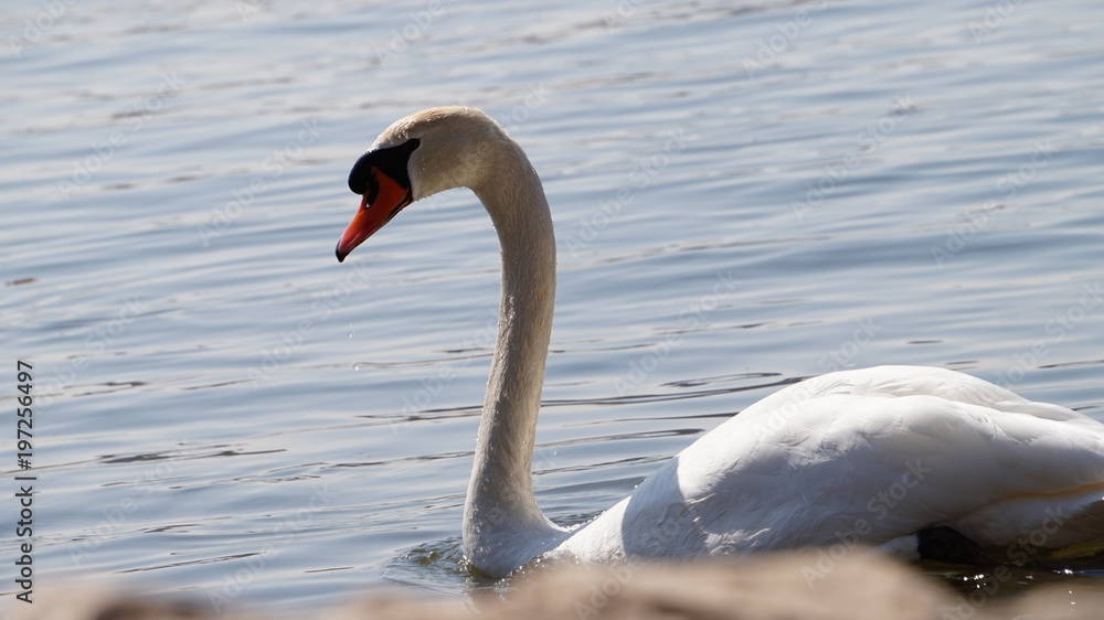 Fototapeta premium Goose in the lake