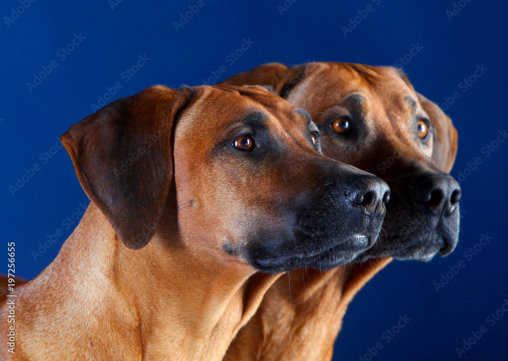 two heads of rhodesian ridgebacks, late, paying attention in a blue background