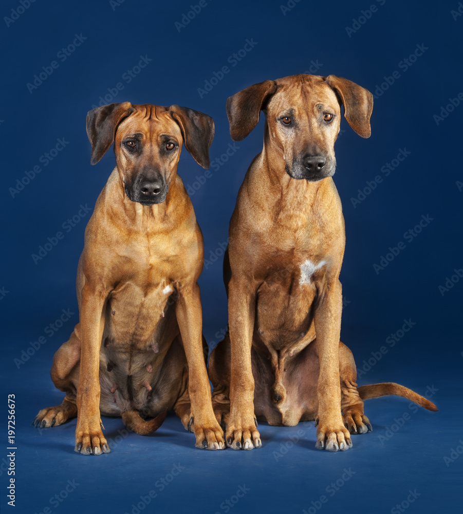 Obraz premium two rhodesian ridgeback sitting on a blue background