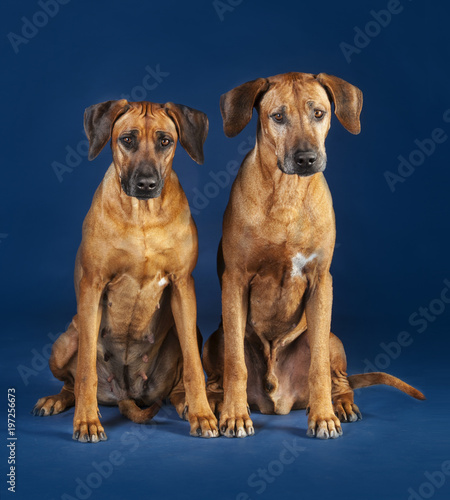 two rhodesian ridgeback sitting on a blue background