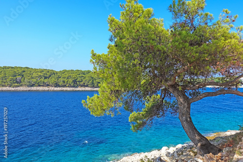 Kroatische Adria mit Kiefer im Vordergrund