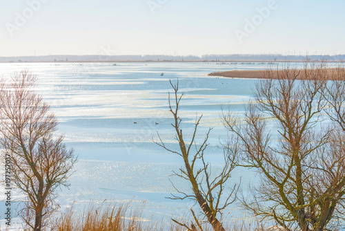 The edge of a frozen pond in sunlight in winter