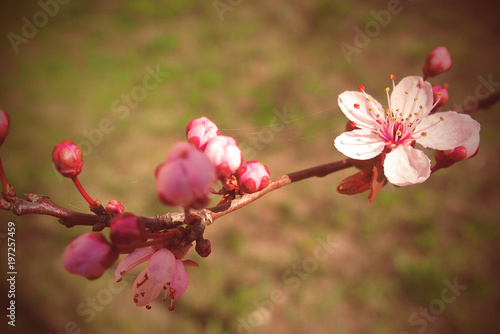 spring twig blossoming fruit tree withl small pink flowers