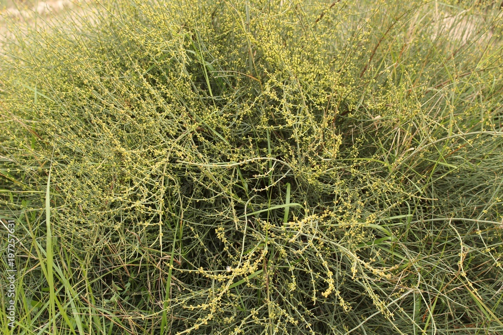 Ephedra Fragilis plant Ephedra Fragilis plant