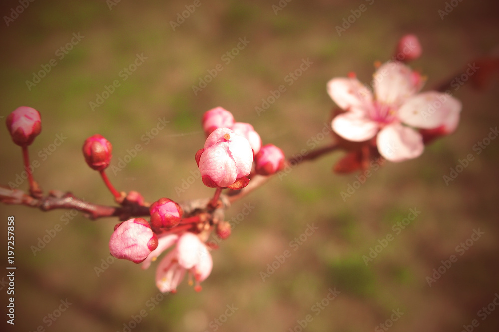 spring twig blossoming fruit tree withl small pink flowers spring twig blossoming fruit tree withl small pink flowers