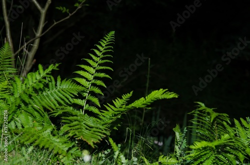 Detail of ferns. Photographed at night.