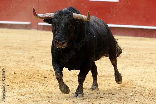 toros 