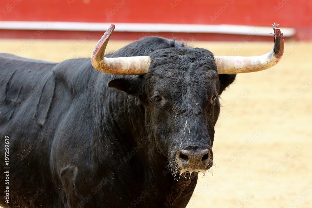 Naklejka premium toros 