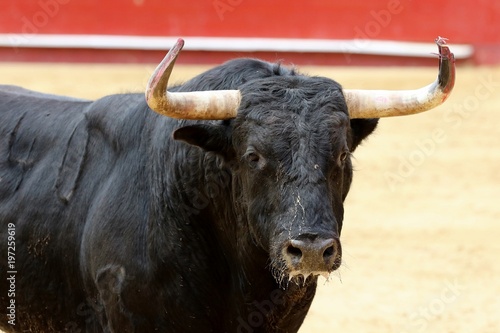 toros 