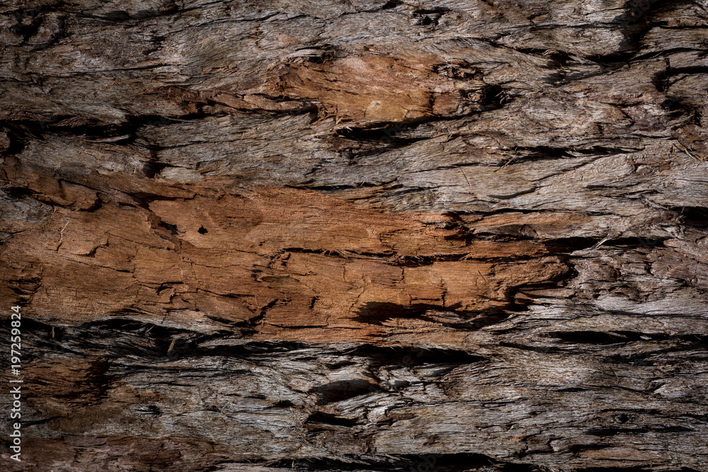 Textura casca de árvore