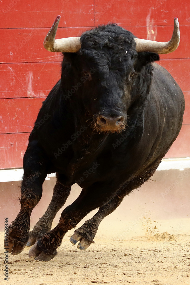 toros 