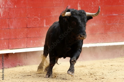 toros 