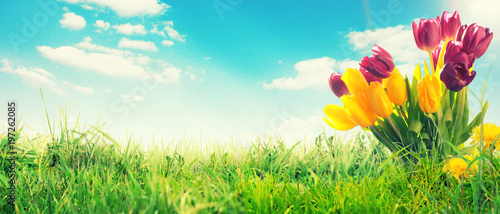 Fototapeta Naklejka Na Ścianę i Meble -  Wunderschöne Tulpe