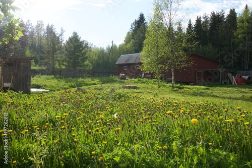 dandelion field in front of a barn