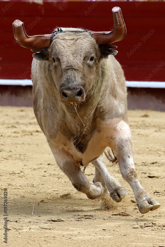 toros