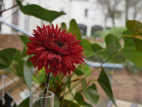 Fototapeta Naklejka Na Ścianę i Meble -  fleur de dahlia