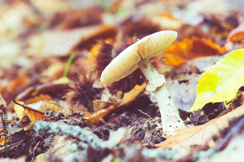 mushrooms in the field between the leaf litter