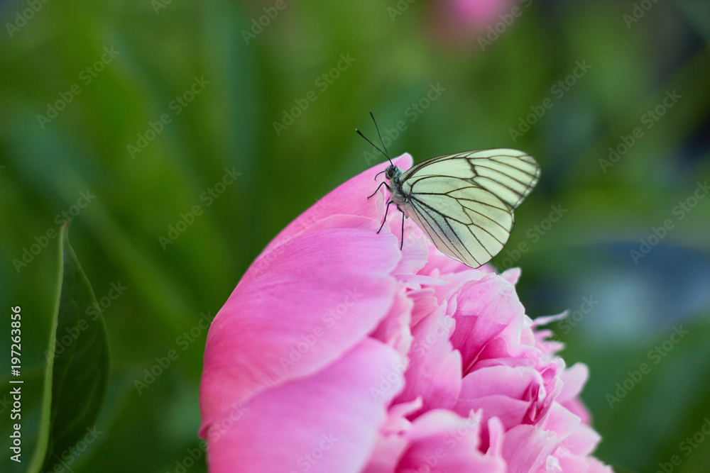 White butterfly (Aporia crataegi) sits on a peony flower in a green garden White butterfly (Aporia crataegi) sits on a peony flower in a green garden