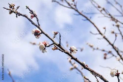 Blossoming cherry tree in spring