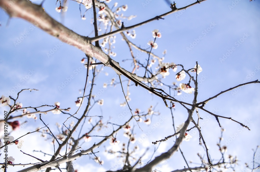 Blossoming cherry tree in spring