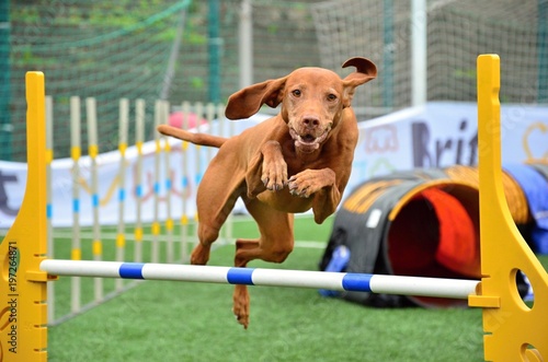 Dog in jump - agility