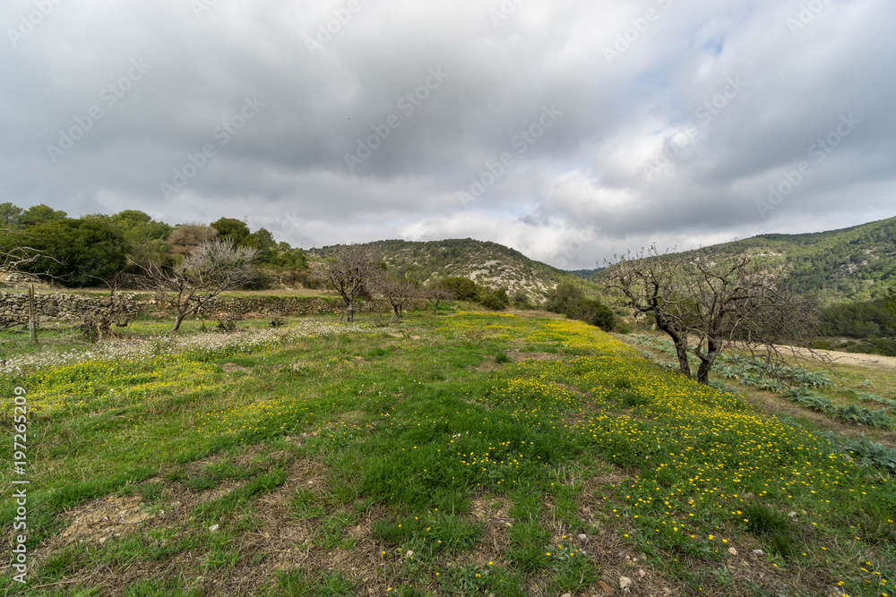 Spring landscape with trees and flowers over Spain Spring landscape with trees and flowers over Spain