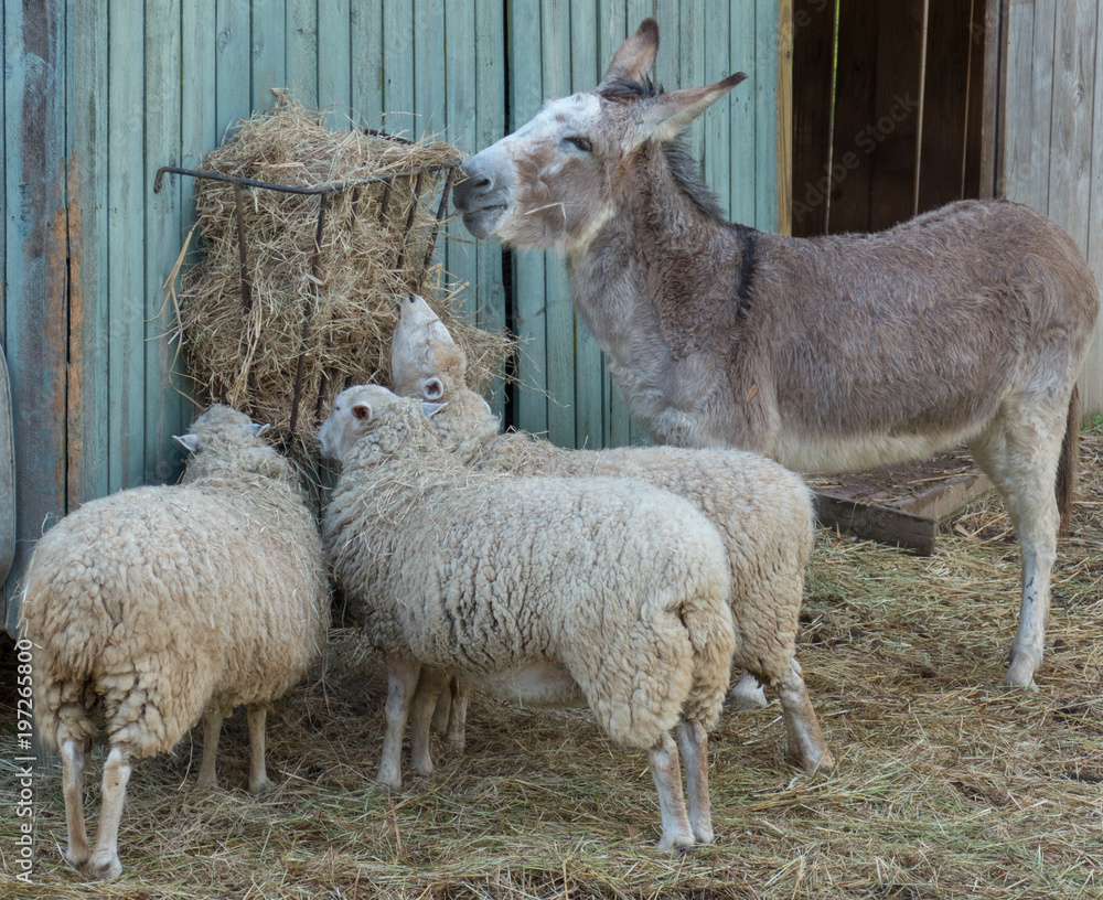 Fototapeta premium Common Ground