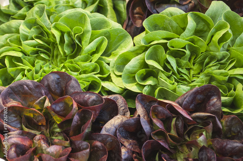 display of mixed lettuces