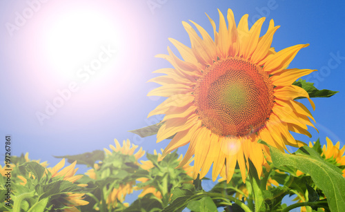Fototapeta Naklejka Na Ścianę i Meble -  Beautiful sunflower against blue sky