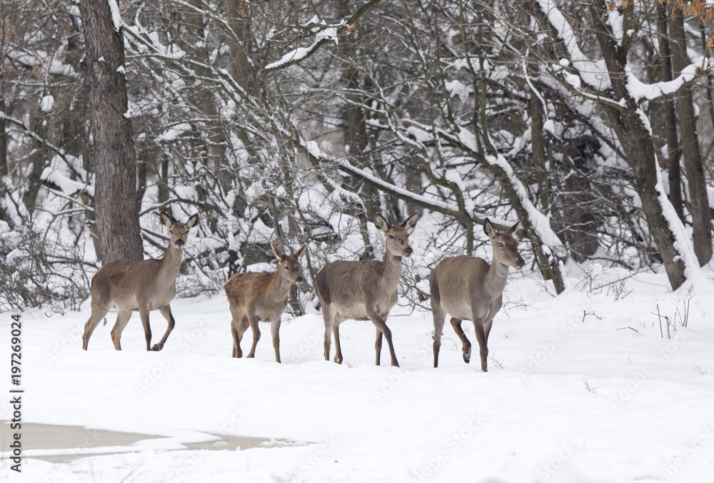Group of hinds on snow (red deer female) Group of hinds on snow (red deer female)