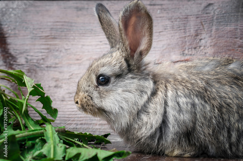 A small gray rabbit is sitting near the green grass © Климов Максим