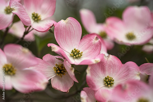 Pink dogwood branch in bloom photo