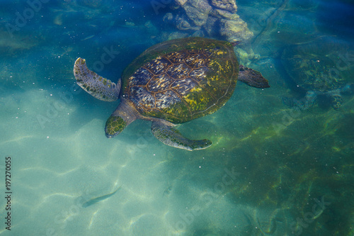 Turtles in the water on the red sea © lisovoy