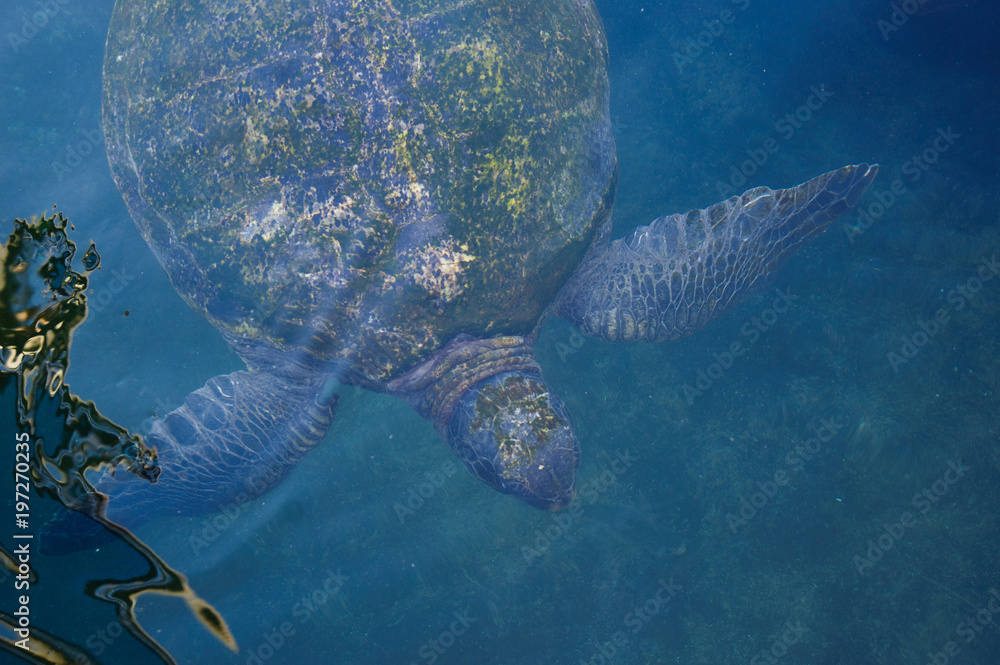 Fototapeta premium Turtles in the water on the red sea