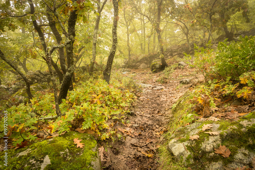 landscape otoñas in the forest of chestnut trees landscape otoñas in the forest of chestnut trees