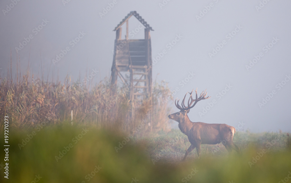 Fototapeta premium Red deer in reed field