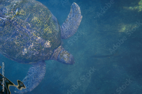 Turtles in the water on the red sea