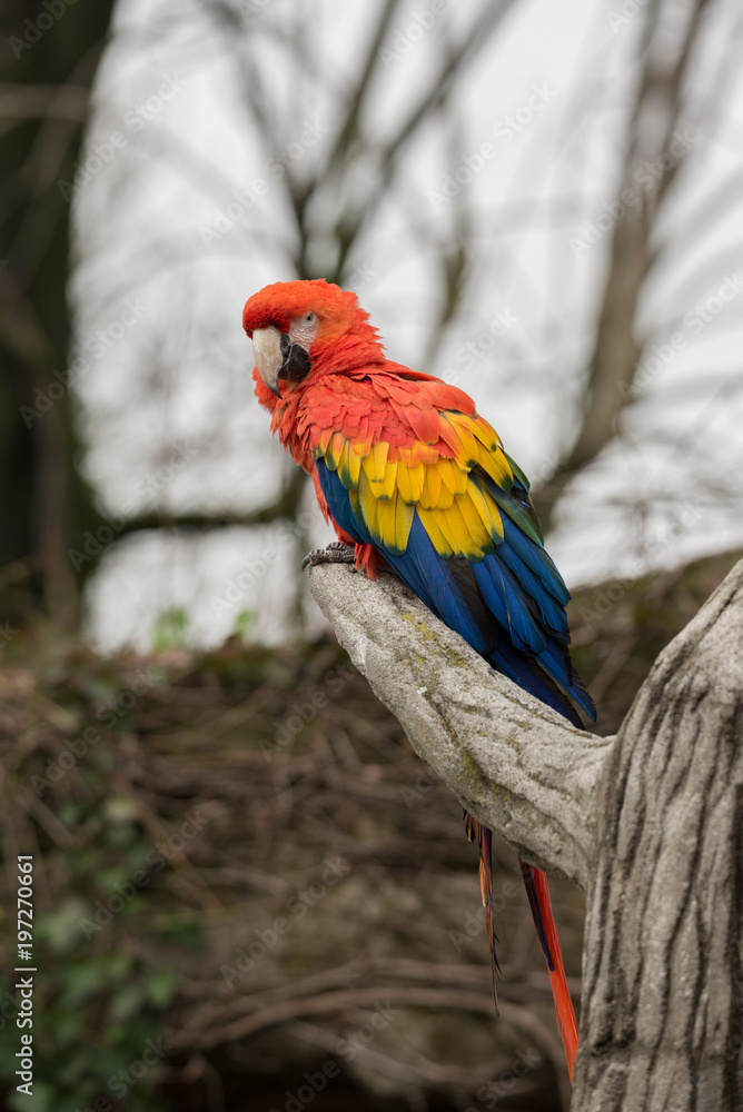 Parrot, also known as psittacine on a branch Parrot, also known as psittacine on a branch
