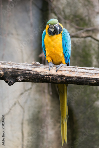 Parrot, also known as psittacine on a branch
