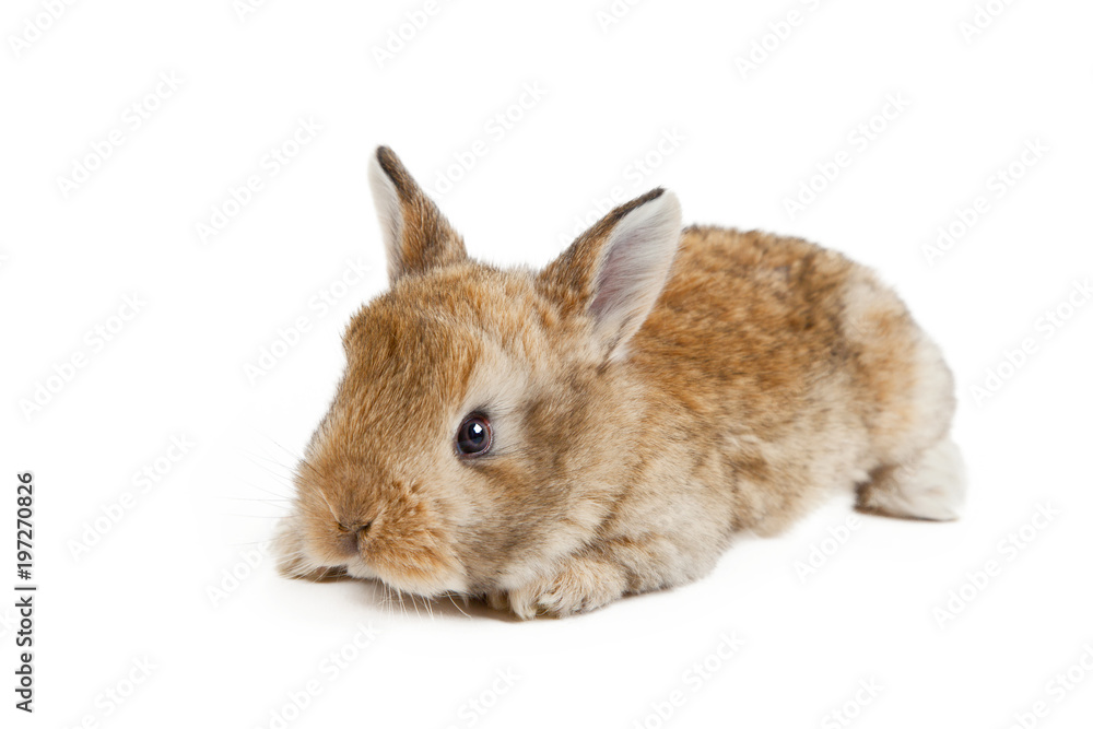 Obraz premium Osterhase